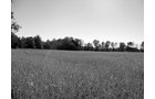 Property photo 57 - 80 Acres Offered in 4 Tracts - Horse Farm